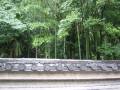 Bamboo Bamboo above temple walls